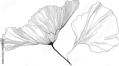 Delicate ink drawing of two abstract stylized flower petals on a white background