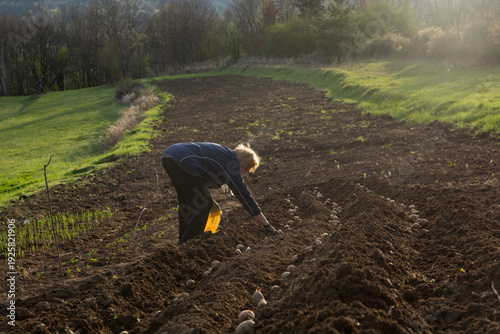 Elderly female farmer sowing seed potatoes in plowed soil at sunset