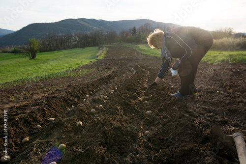 Senior female farmer applying fertilizer to seed potatoes at golden hour