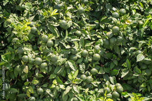 Close up of lime tree