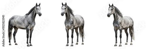 Photos Dapple Gray Horse Equus ferus caballus Isolated on White Background, Gray Coat E