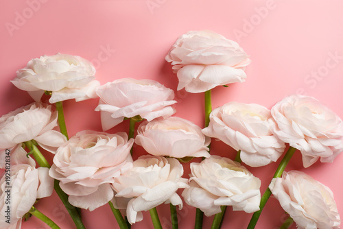 Beautiful ranunculus flowers on pink background, flat lay