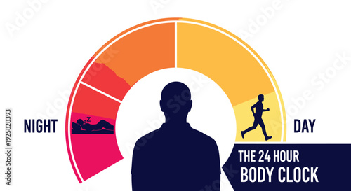 The 24 hour body clock infographic