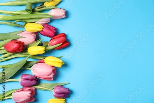 Beautiful colorful tulip flowers on light blue background, flat lay. Space for text
