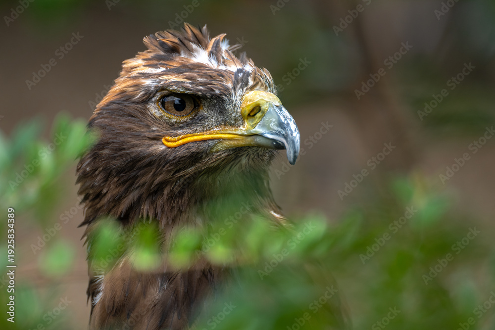 Fototapeta premium Portrait of a Steppe Eagle (Aquila nipalensis)