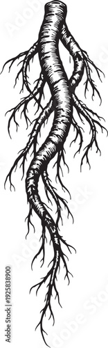 Herbal medicinal root long form botanical engraving illustration for natural supplement packaging label design