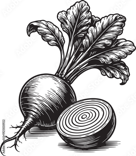 Beetroot with leaf and sliced section botanical engraving illustration for vegetable supplement packaging label design