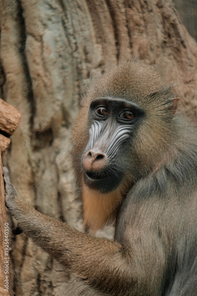 Fototapeta premium Mandrill Portrait Holding Tree Trunk in Natural Light