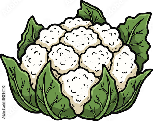 detailed vector of a fresh cauliflower vegetable with green leaves and hand drawn style simulating ink outlines and organic internal fills