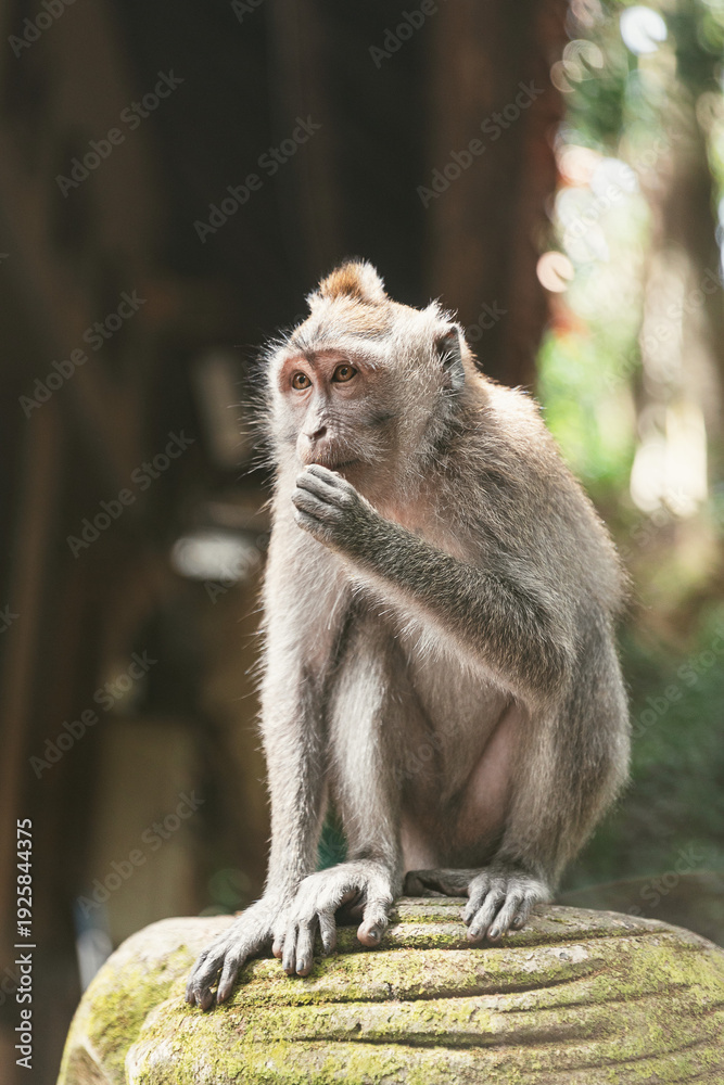 Fototapeta premium Monkey Forest