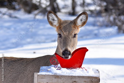 Doe eating bird seed out of a red sleigh that I had in my yard