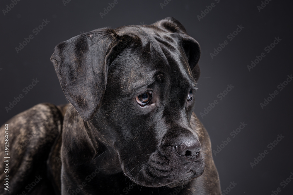 Fototapeta premium Brindle Cane Corso Closeup Portrait Looking Down in Dark Studio