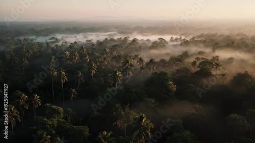 Aerial Dawn Over Lush Forest: A breathtaking aerial perspective unveils a verdant forest enveloped in a soft, ethereal mist as the sun begins to rise.