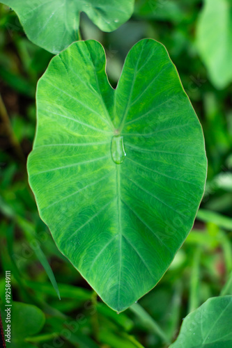 A close-up of a taro leaf. There are water droplets on the leaf.