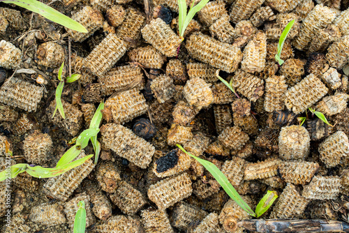 Fotografija Eco friendly organic corn cob mulch for sustainable farming and natural compost