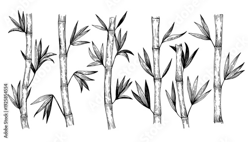 Ink sketch of bamboo stems. Hand-drawn illustration in engraving style.
