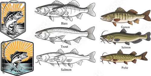 Set of different fresh fish including salmon, trout, and carp isolated on white as a vector illustration for seafood and fishing nature designs