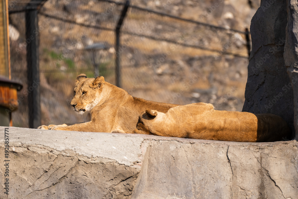 Obraz premium Two lionesses lying side by side, resting peacefully in their natural habitat, capturing calm wildlife behavior and quiet strength.