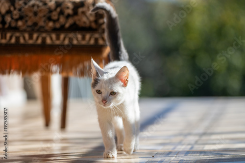 Fotografie White cat walking gracefully across a surface, showcasing elegant movement, curiosity, and the natural poise of a domestic feline in motion