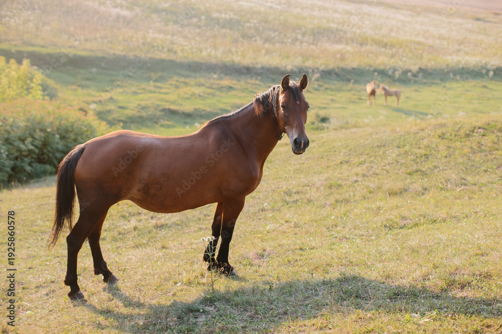 Obraz premium Bay horse standing in green pasture at sunset