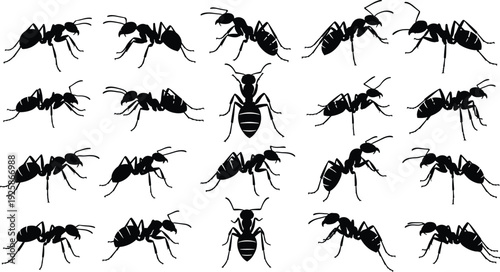 Collection of black ant silhouettes, various insect species, colony workers crawling, pest control icons, nature design elements, isolated vector set, garden insects, small animal shapes
