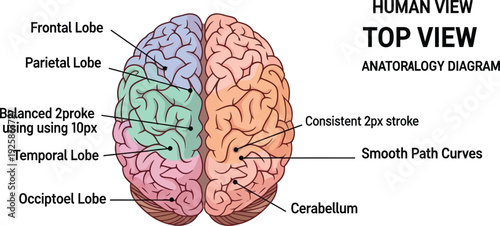 Vector illustration of human brain anatomy top view