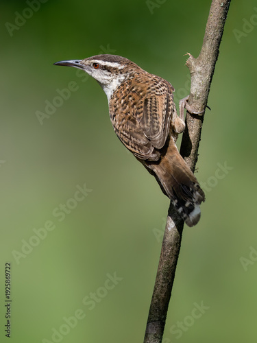 Band-backed Wren Perched on Vertical Branch with Green Background