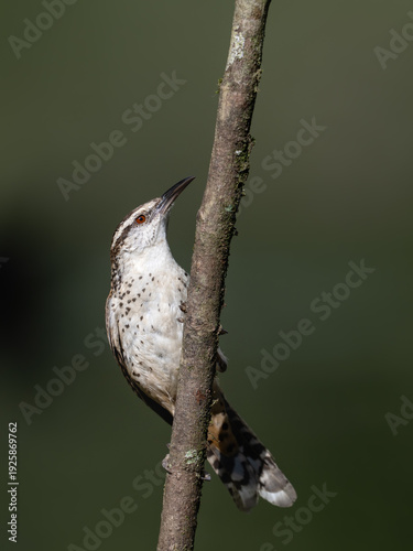 Band-backed Wren Perched on Vertical Branch with Green Background