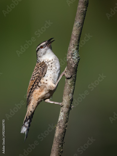 Band-backed Wren Perched on Vertical Branch with Green Background