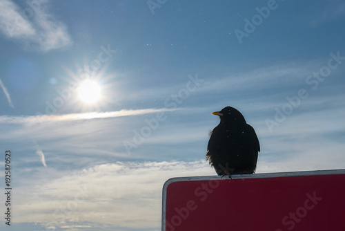 Bird silhouette against bright winter sun in Swiss Alps