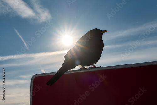 Backlit alpine bird perched under bright sun, Stoos Switzerland