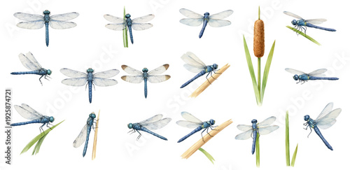 A charming watercolor collection of dragonfly clipart, including blue dragonflies, transparent wings, reed stems, and natural pond elements.