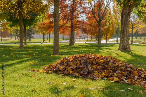 Leaf pile spreads across green lawn in park with vibrant autumn trees providing spacious seasonal scenery for ecology and cleanup concept.
