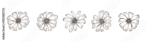 Daisy sketch of black outline ink pen engraved chamomile flowers set. Floral hand drawn engraving gerbera blossoms for vintage botanical pattern design, greeting card decoration, tattoo, logo