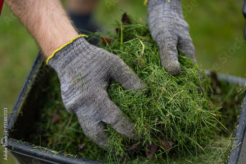 Tableau sur toile Close up of gardener hands in protective gloves collecting freshly cut grass after lawn mowing with lawnmower into garden container
