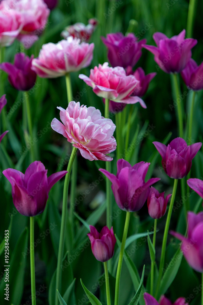 Fototapeta premium Tulips growing in garden. Pink and purple spring flowers in park.