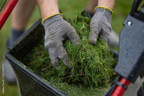 Obraz na plátně Detailed view of worker hands in safety gloves gathering freshly mowed grass from lawnmower container after cutting lawn