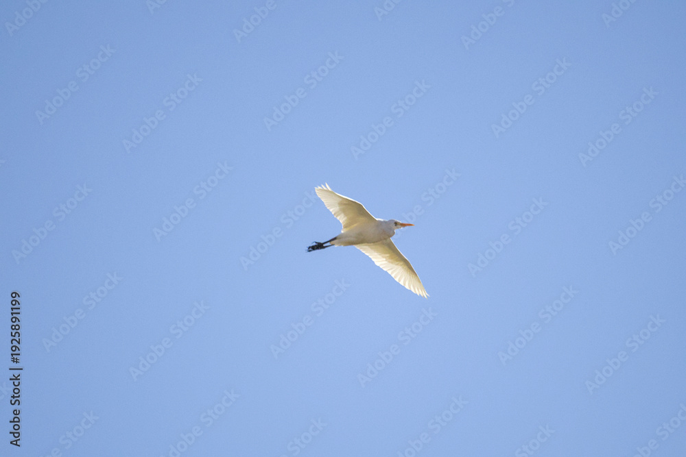 Obraz premium Airone