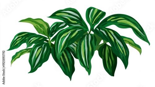 Tropical leaves with green and yellow variegation on white background.