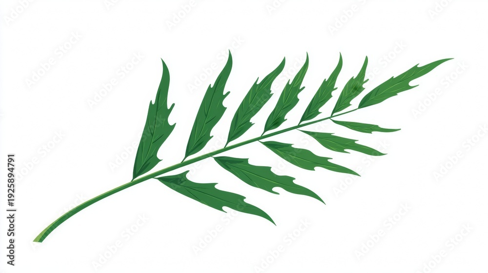 Fototapeta premium Green leafy branch with serrated edges on white background.