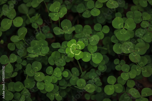 Fotografía Found a good luck four leaf clover standing out from meadow of green clovers