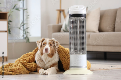 Australian Shepherd dog lyi...