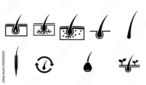 Hair Growth Cycle Stages Infographic Flat Design Vector Illustration