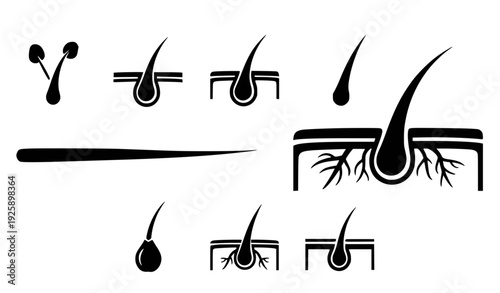 Hair Growth Cycle Stages Infographic Flat Design Vector Illustration