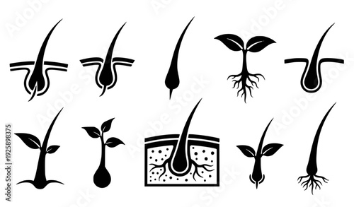 Hair Growth Icons: Follicle, Sprout, Scalp Cross-section. Flat Design Vector.