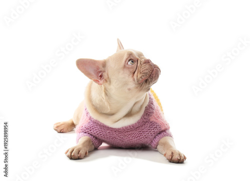 Cute french bulldog in swea...
