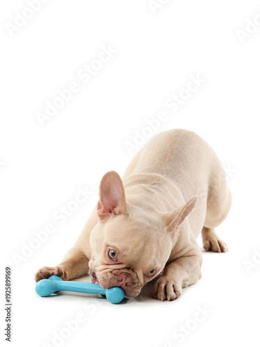Cute french bulldog with to...