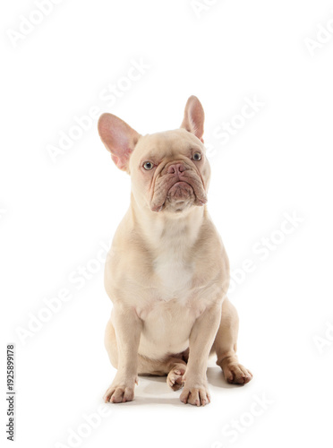Cute french bulldog sitting...