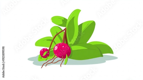 Fresh radish with green leaves and roots.
