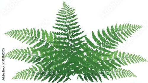 Green fern leaves isolated on white background.